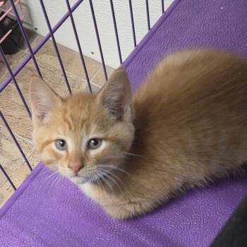 Baby Spice -  Domestic Short Hair Cat for Adoption in Priest River, Idaho - Baby Spice | PetCurious
