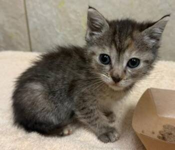 Riot -  Domestic Short Hair Cat for Adoption in Honolulu, Hawaii - Riot | PetCurious