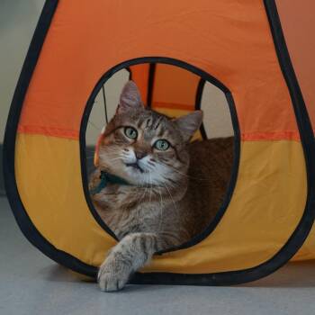 Olivia II -  Domestic Short Hair Cat for Adoption in Lakewood, Colorado - Olivia II | PetCurious