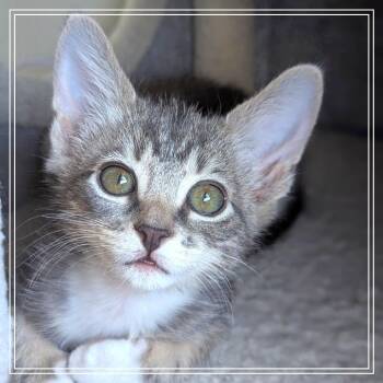 Lee-Ann -  Domestic Short Hair Cat for Adoption in Meridian, Idaho - Lee-Ann | PetCurious