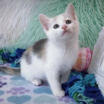 Domestic Short Hair Cats Available for Adoption in Huntsville, Alabama - Caramel Popcorn | PetCurious