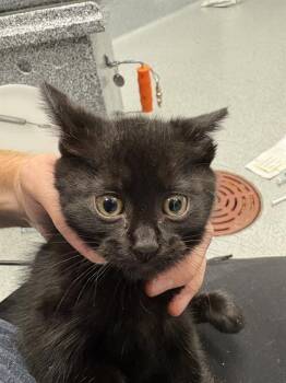 SCRUNCHI -  Domestic Short Hair Cat for Adoption in Indianapolis, Indiana - SCRUNCHI | PetCurious