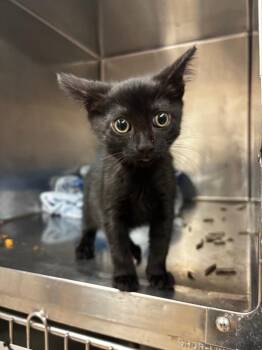 Sandra D -  Domestic Short Hair Cat for Adoption in Lima, Ohio - Sandra D | PetCurious