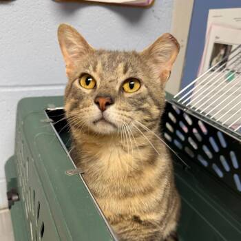 Domestic Short Hair Cats Available for Adoption in Dekalb, Illinois - Zuko | PetCurious