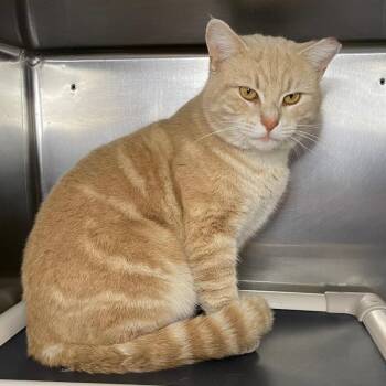 Domestic Short Hair Cats Available for Adoption - Tiger | PetCurious