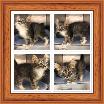 DROGAN -  Domestic Long Hair Cat for Adoption in Buckhannon, West Virginia - DROGAN | PetCurious