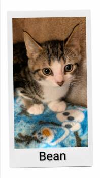 Bean -  Domestic Short Hair Cat for Adoption in Caistor Centre, Ontario - Bean | PetCurious