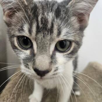 Scout -  Domestic Short Hair Cat for Adoption in Grantsville, Utah - Scout | PetCurious