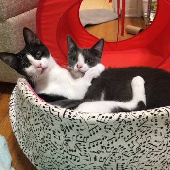 Rescue Domestic Short Hair Cats for Adoption in Los Angeles, California - Coral | PetCurious