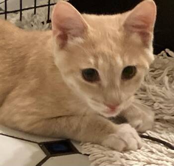 Rescue Tabby and Domestic Short Hair Cats for Adoption in Lawrenceville, Georgia - Rummy | PetCurious