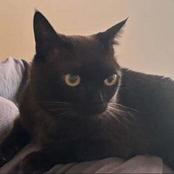 Pepper Potts -  Domestic Short Hair Cat for Adoption in Nampa, Idaho - Pepper Potts | PetCurious