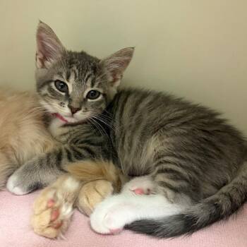 Emma -  Domestic Short Hair Cat for Adoption in Fairport, New York - Emma | PetCurious