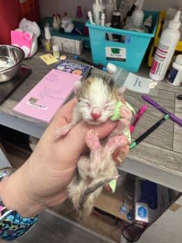 Rainbow -  Domestic Short Hair Cat for Adoption in Johnson City, Tennessee - Rainbow | PetCurious
