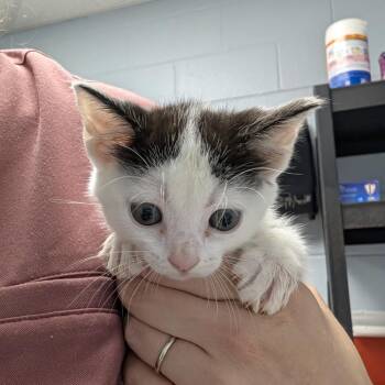 Camphor -  Domestic Short Hair Cat for Adoption in Indianapolis, Indiana - Camphor | PetCurious