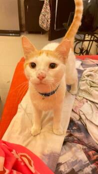 Jack -  Domestic Short Hair Cat for Adoption in Lunenburg, Massachusetts - Jack | PetCurious
