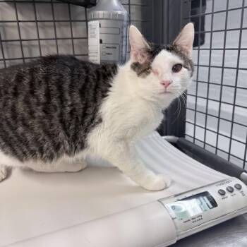 Odin -  Domestic Short Hair Cat for Adoption in New York, New York - Odin | PetCurious