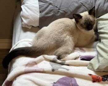 Dragon Pulse -  Domestic Short Hair and Snowshoe Cat for Adoption in Colorado Springs, Colorado - Dragon Pulse | PetCurious