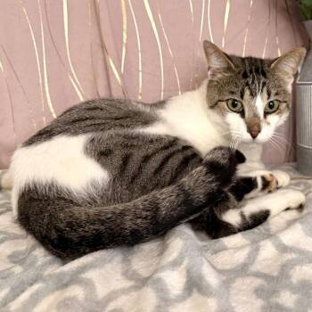 Poseidon -  Domestic Short Hair Cat for Adoption in Long Beach, Mississippi - Poseidon | PetCurious
