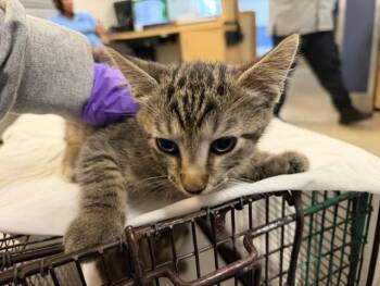 MANVIS -  Domestic Short Hair Cat Available for Adoption in Doral, Florida - MANVIS | PetCurious