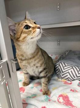 Babykitty -  Domestic Short Hair Cat for Adoption in Bowling Green, Ohio - Babykitty | PetCurious