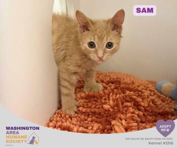 Sam -  Domestic Short Hair Cat for Adoption in Eighty Four, Pennsylvania - Sam | PetCurious