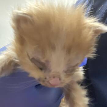 72018 -  Domestic Short Hair Cat for Adoption in Harrisonburg, Virginia - 72018 | PetCurious