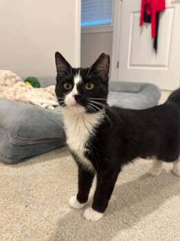 Whiskey -  Domestic Short Hair Cat for Adoption in Milton, Delaware - Whiskey | PetCurious