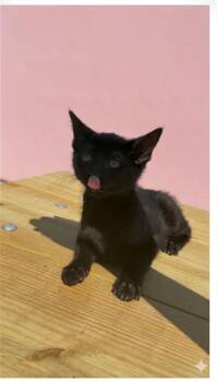 Domestic Short Hair Cats Available for Adoption in Jacksonville, Florida - MIDNIGHT | PetCurious
