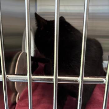 Domestic Short Hair Cats Available for Adoption - Binky Beans | PetCurious