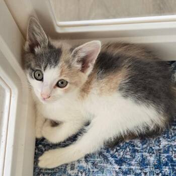 Cordelia -  Domestic Short Hair Cat for Adoption in East Hanover, New Jersey - Cordelia | PetCurious