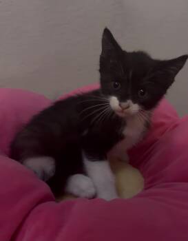 Tipsi -  Domestic Short Hair Cat for Adoption in Escondido, California - Tipsi | PetCurious