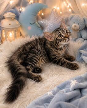 Aladdin -  Maine Coon and Domestic Medium Hair Cat for Adoption in Tavares, Florida - Aladdin | PetCurious