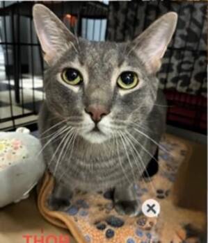 Thor -  Domestic Short Hair Cat for Adoption in Wayne, New Jersey - Thor | PetCurious