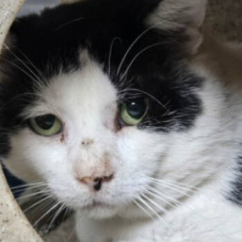 Rescue Domestic Short Hair Cats for Adoption in Fort Collins, Colorado - Munchy | PetCurious