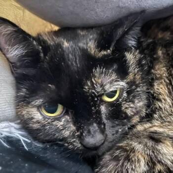 Domestic Short Hair Cats Available for Adoption in Owosso, Michigan - Mama | PetCurious