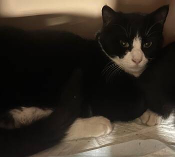 Domestic Short Hair Cats Available for Adoption in Webster City, Iowa - Monroe | PetCurious