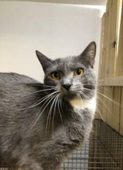 Rescue Domestic Short Hair Cats for Adoption in Port Orange, Florida - Chloe (video) Loves To Be Loved | PetCurious