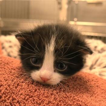 Domestic Short Hair Cats Available for Adoption in Rifle, Colorado - Moleskin (26-1H-4) | PetCurious