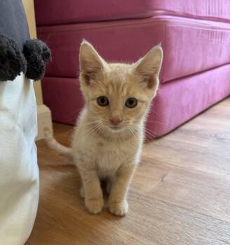 Edmund -  Domestic Short Hair Cat for Adoption - Edmund | PetCurious