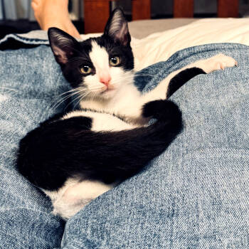 Rescue Domestic Short Hair Cats for Adoption in Los Angeles, California - Penguin | PetCurious