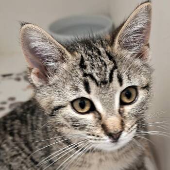 Bessie -  Domestic Medium Hair Cat for Adoption in Cumming, Georgia - Bessie | PetCurious