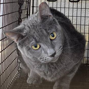Angel -  Domestic Medium Hair Cat for Adoption in Desert Hot Springs, California - Angel | PetCurious