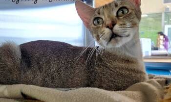 Rescue Domestic Short Hair Cats for Adoption in Blountville, Tennessee - Pixel | PetCurious