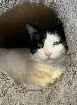 DOMINO (CR/SC) -  Domestic Short Hair Cat Available for Adoption in Sainte-angèle-de-monnoir, Quebec - DOMINO (CR/SC) | PetCurious