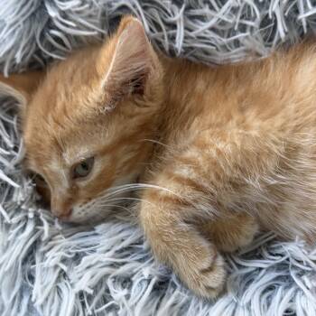 Lionel -  Domestic Short Hair Cat for Adoption in Johnson City, Tennessee - Lionel | PetCurious