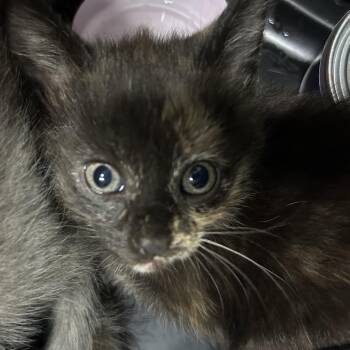 Dorothy -  Domestic Short Hair Cat for Adoption in Charlottesville, Virginia - Dorothy | PetCurious