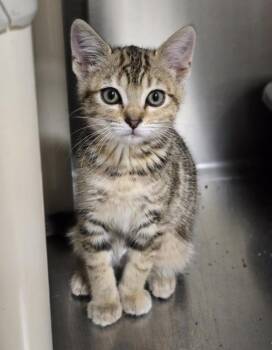Domestic Short Hair Cats Available for Adoption in Vancouver, Washington - Sopranino | PetCurious