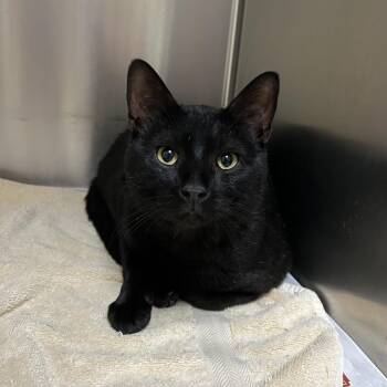 Zeke -  Domestic Short Hair Cat for Adoption in Roxboro, North Carolina - Zeke | PetCurious