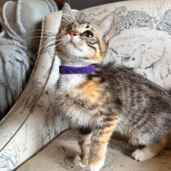 Portia -  Domestic Short Hair Cat for Adoption in Woodstock, Virginia - Portia | PetCurious