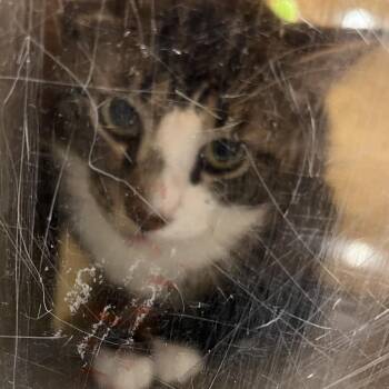 DannyDan -  Domestic Short Hair Cat for Adoption in Philadelphia, Pennsylvania - DannyDan | PetCurious